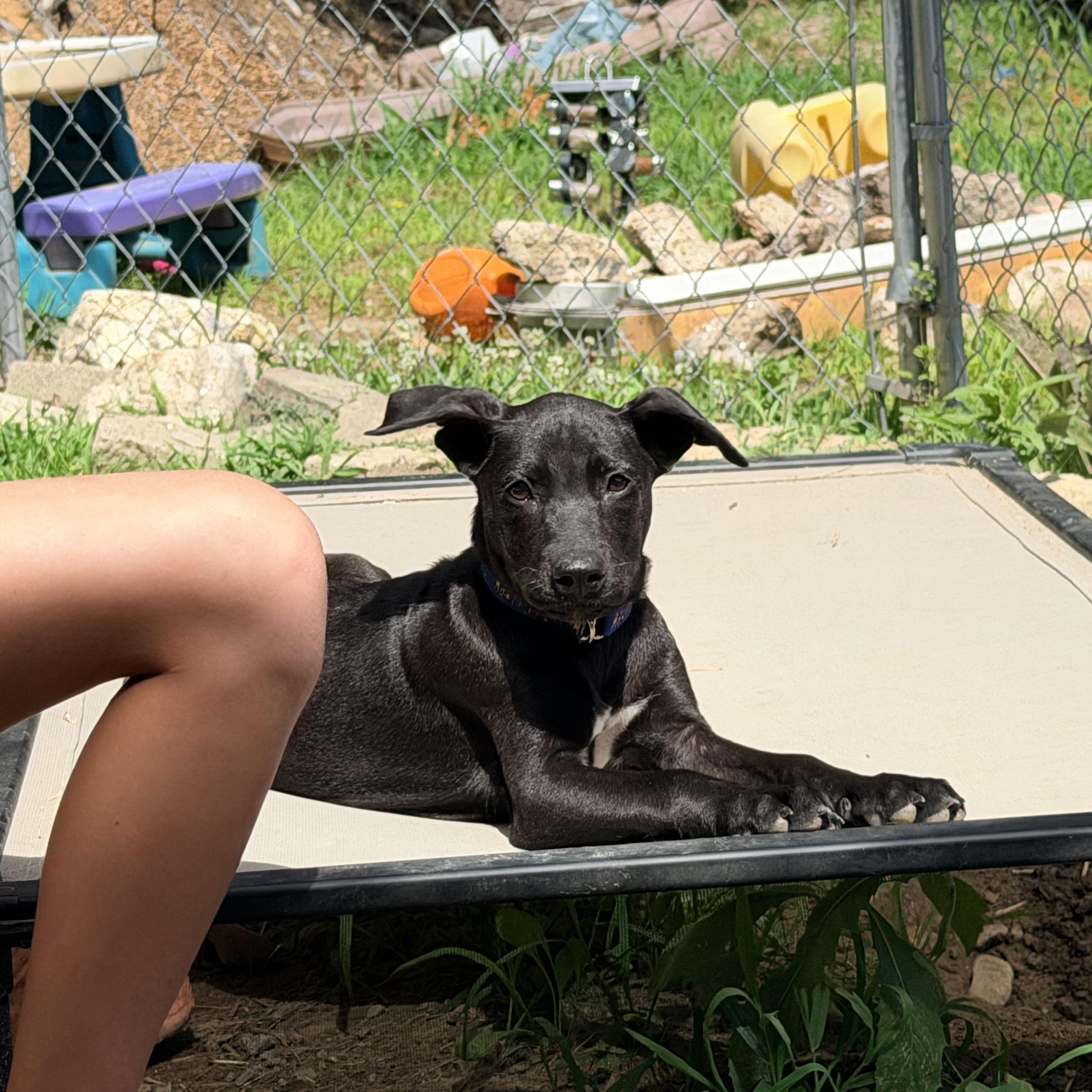 Enlarge Loretta May, a Adoptable mixed breed in Portland, ME image 3/5
