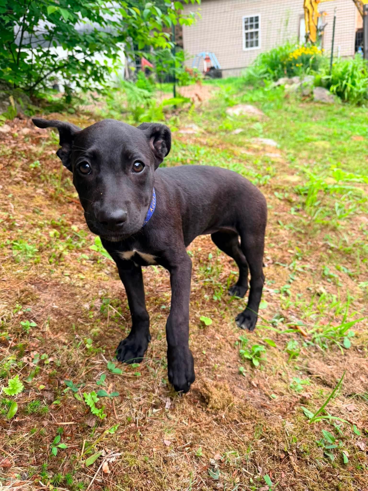 Enlarge Loretta May, a Adoptable mixed breed in Portland, ME image 2/5