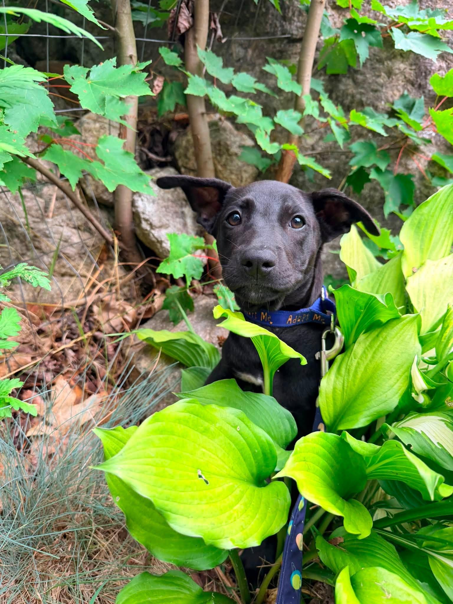 Enlarge Loretta May, a Adoptable mixed breed in Portland, ME image 1/5