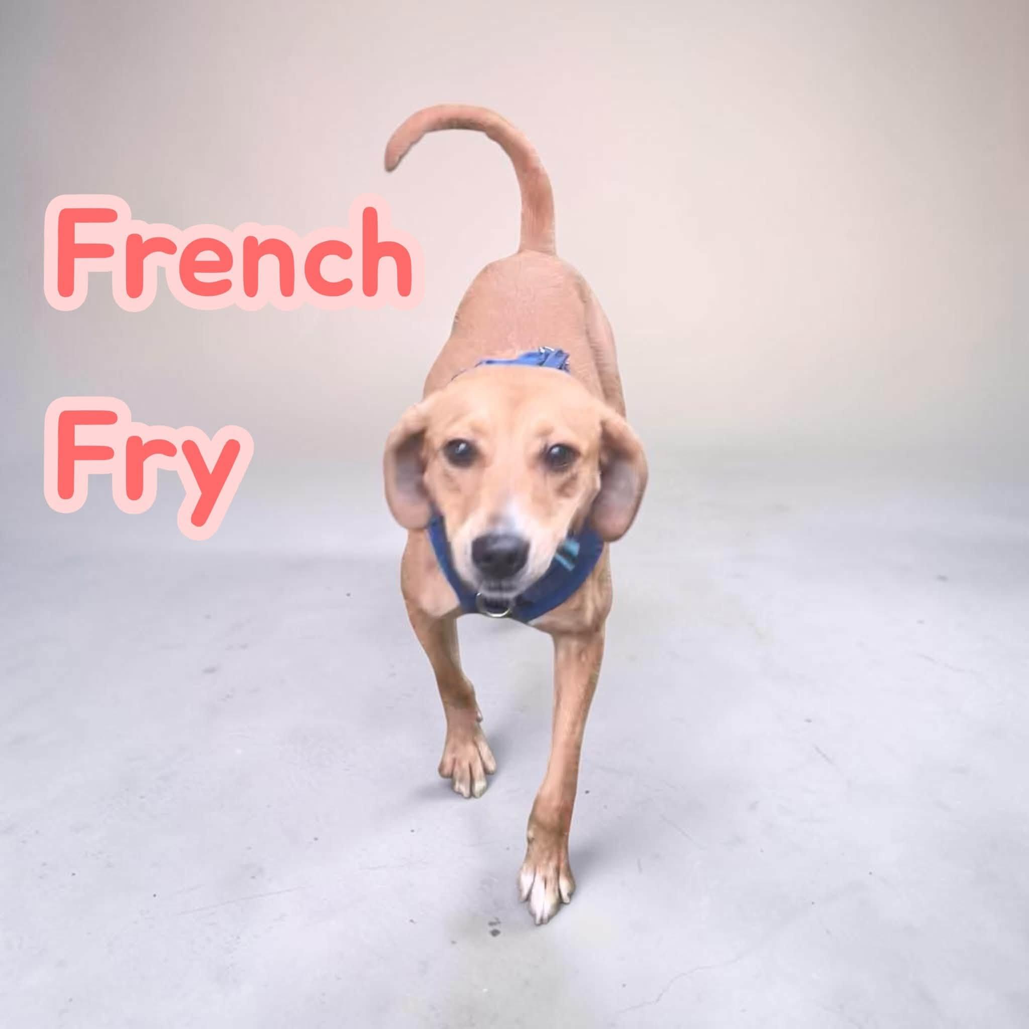 Enlarge French Fry - Playful Coonhound Cutie. Professionally Trained, Great w/ Dogs, a Adoptable Coonhound in Greenwich, CT image 3/4