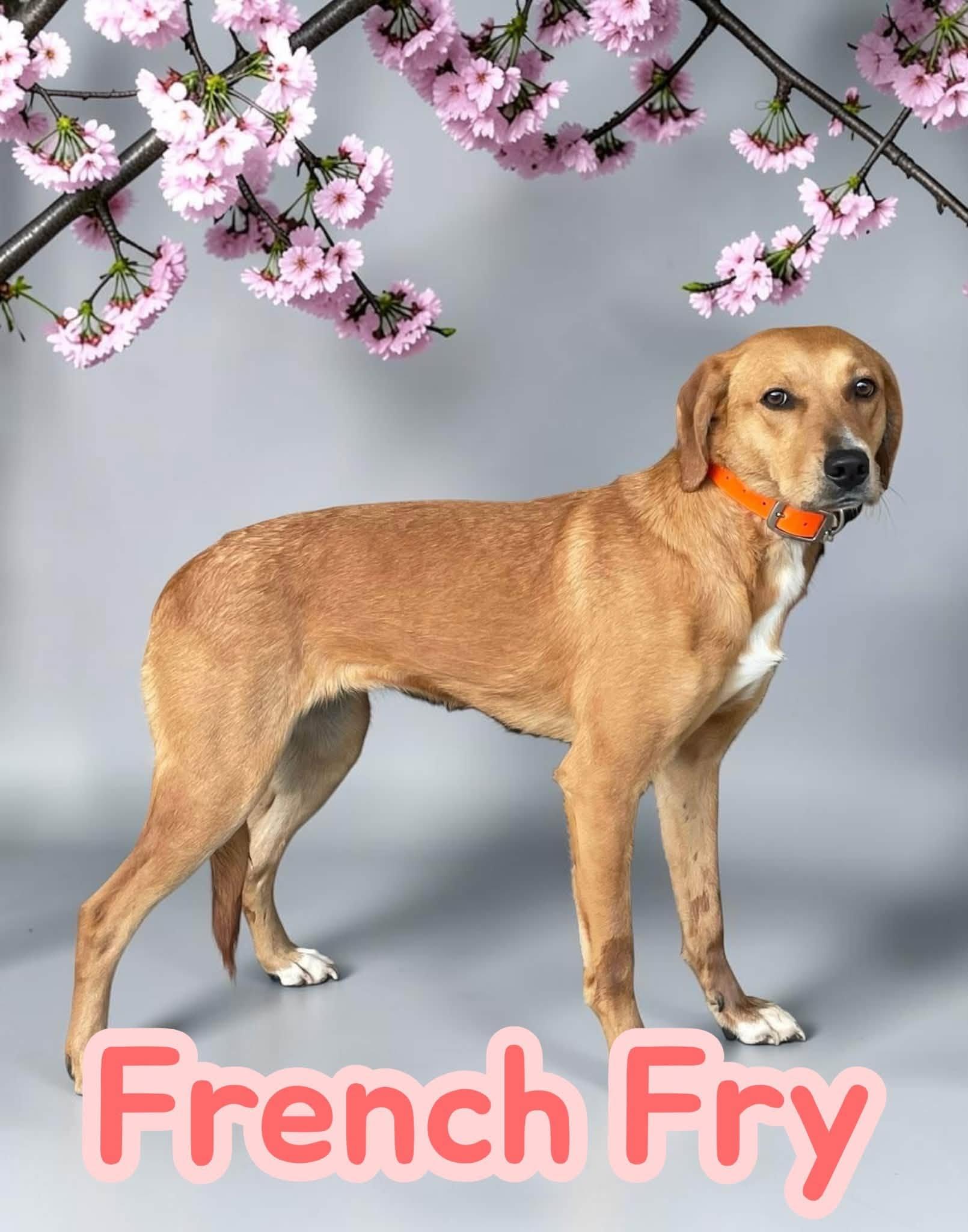 French Fry - Playful Coonhound Cutie. Professionally Trained, Great w/ Dogs photo