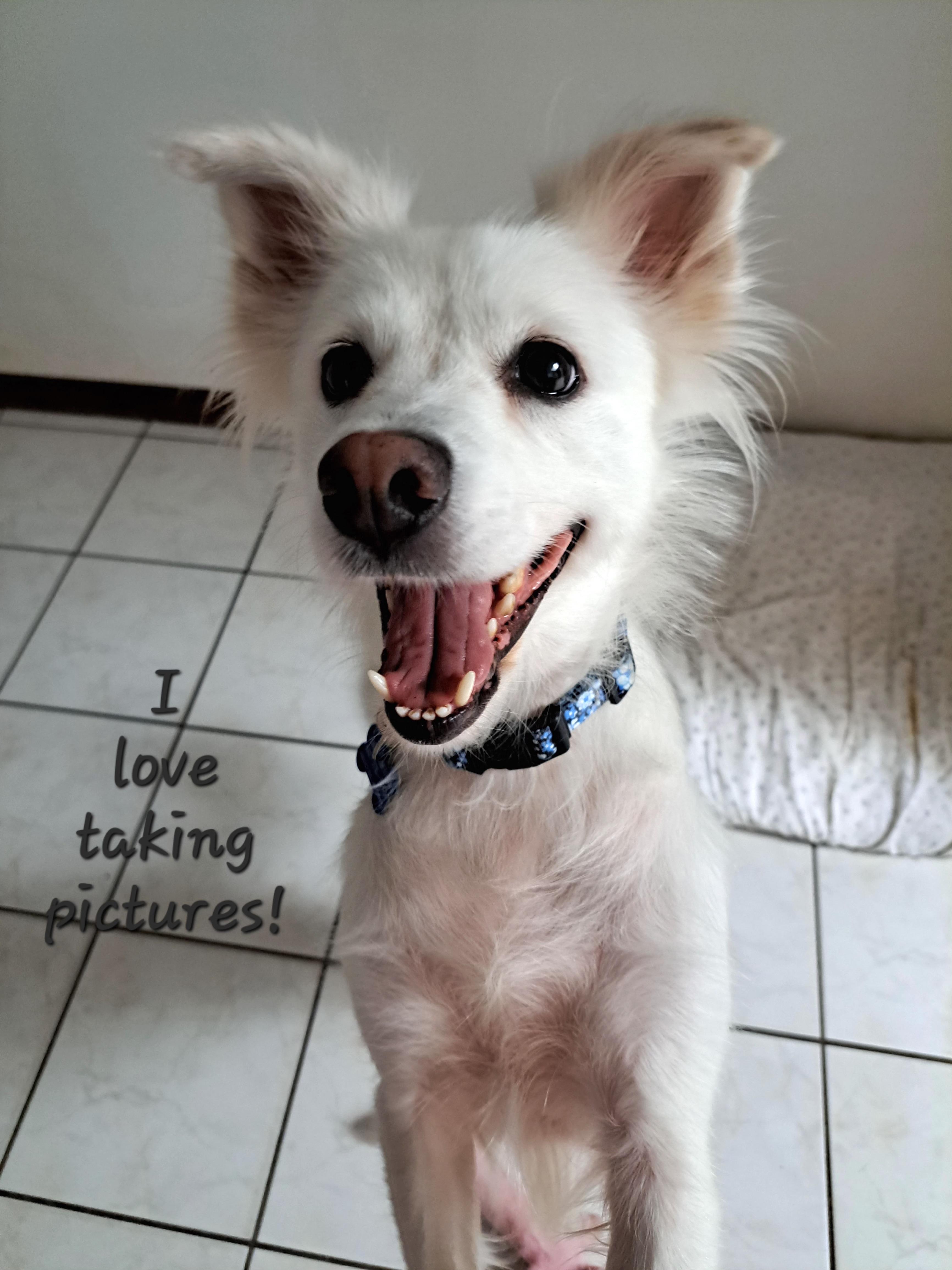 Enlarge Luna, a ADOPTABLE mixed breed in Maitland, FL image 2/4