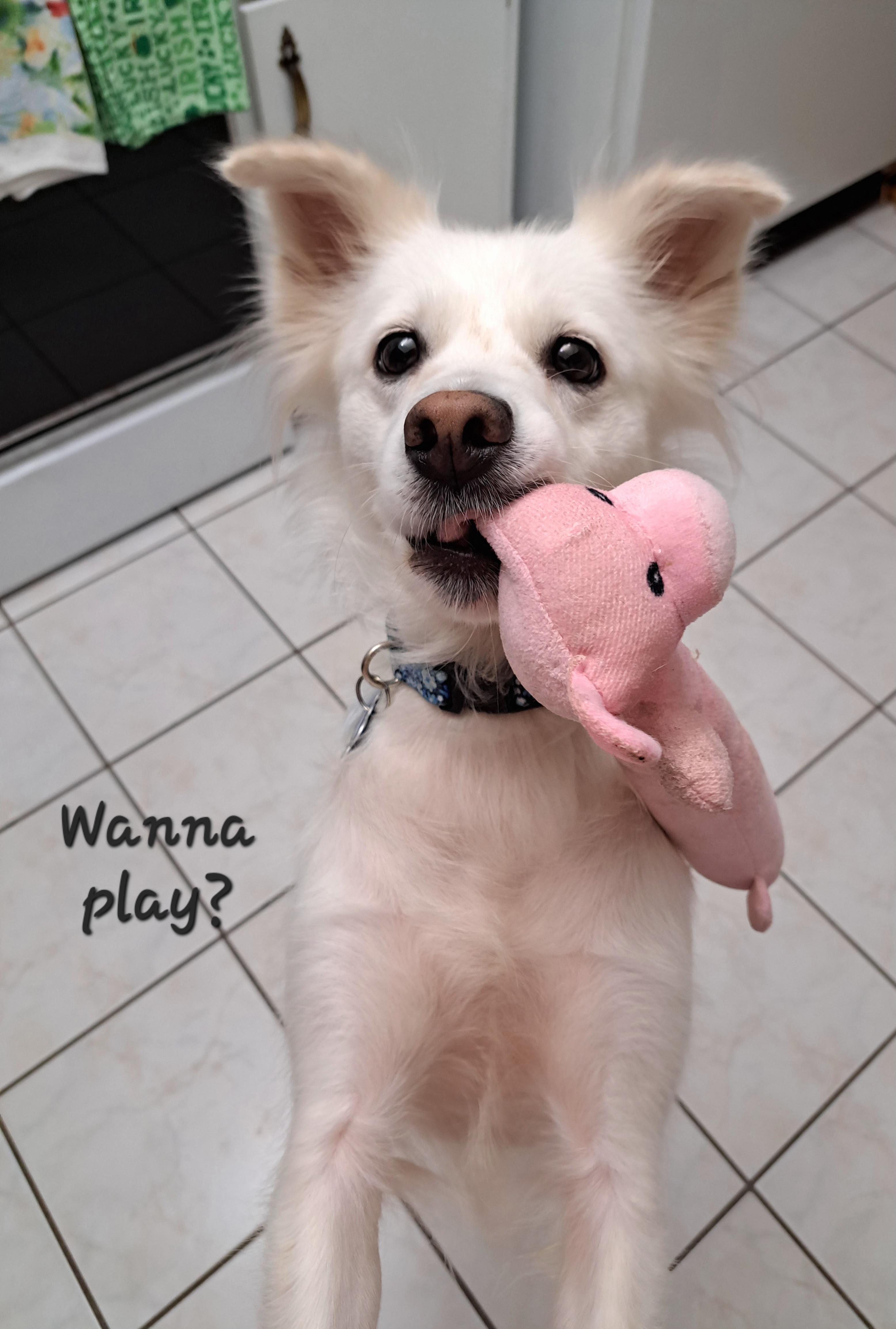 Enlarge Luna, a ADOPTABLE mixed breed in Maitland, FL image 3/4