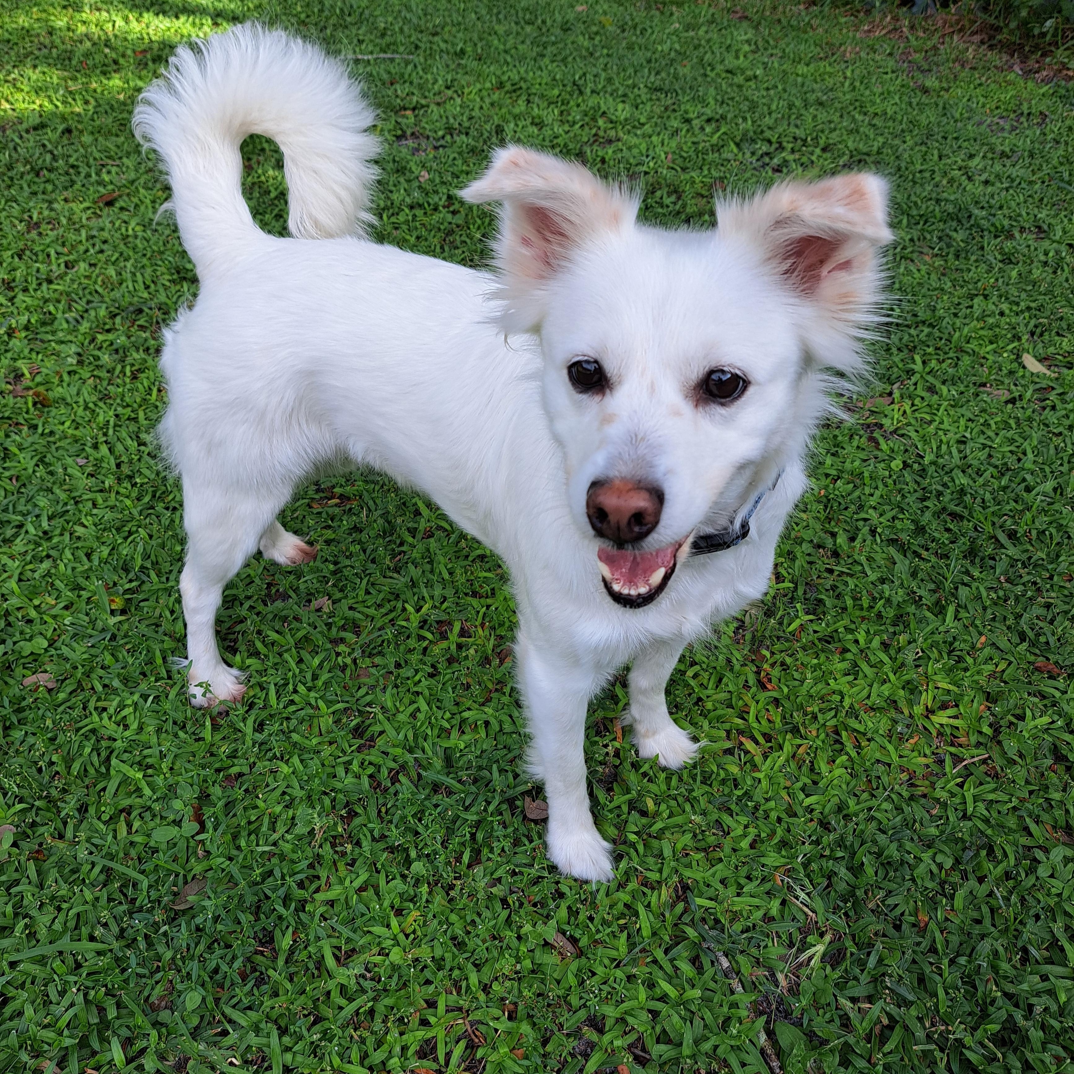 Enlarge Luna, a ADOPTABLE mixed breed in Maitland, FL image 1/4