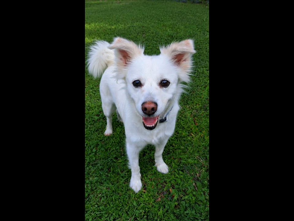 Enlarge Luna, a ADOPTABLE mixed breed in Maitland, FL video 4/4
