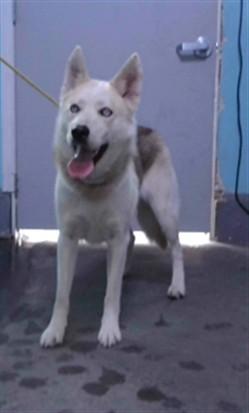 SHERLEY, Adoptable, Young Female Husky.