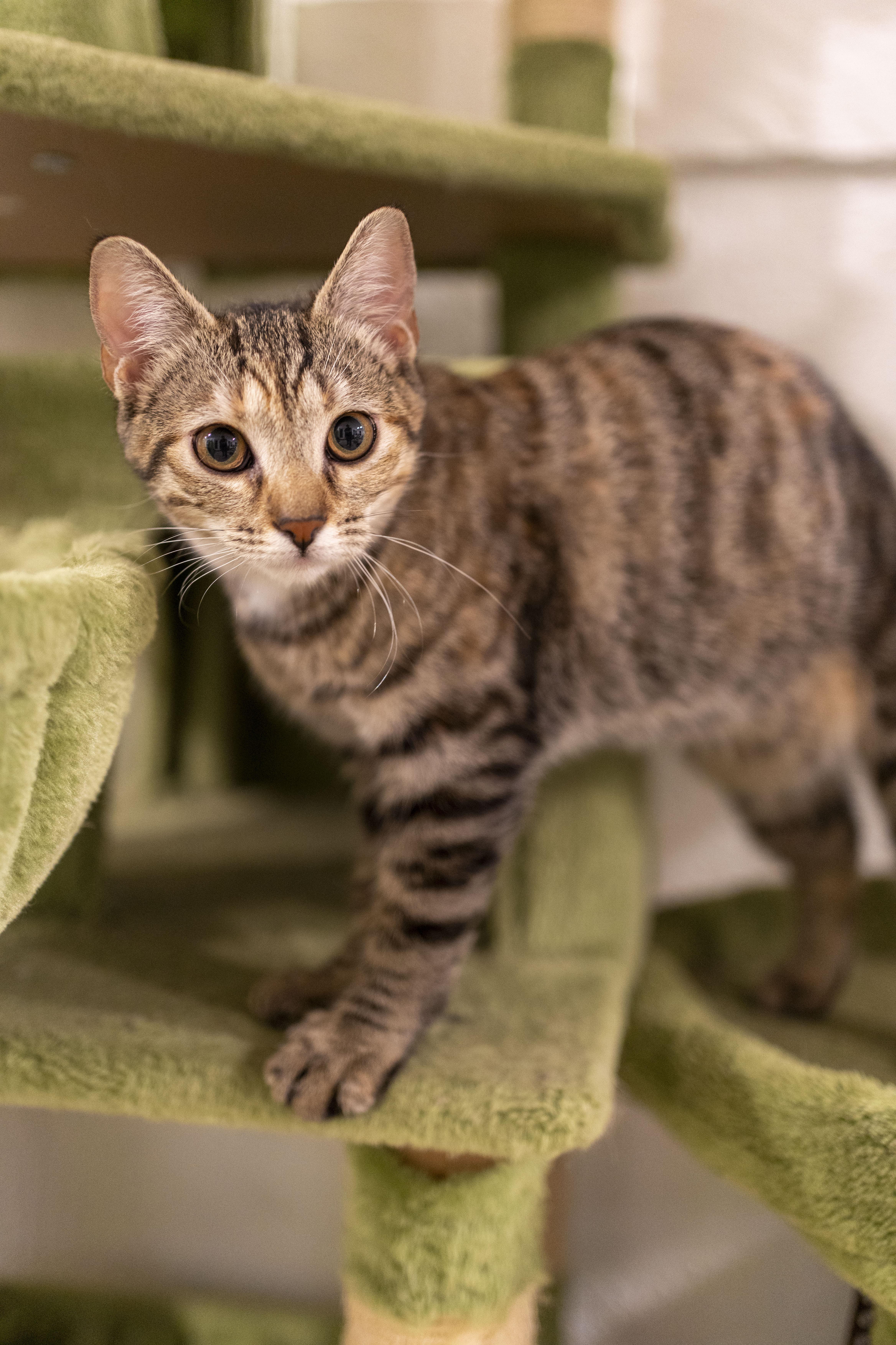 Snickers, Young Female unknown