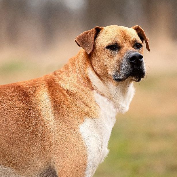 Baltz, a Adoptable Mixed Breed in Bethesda, MD image 2/5