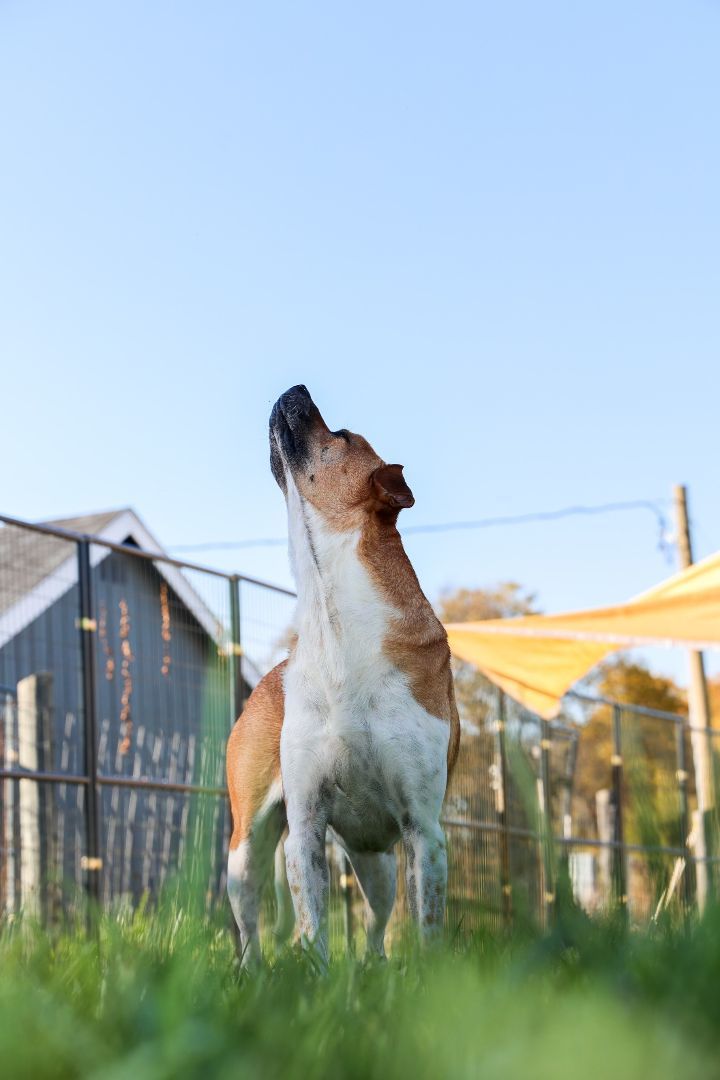 Baltz, a Adoptable Mixed Breed in Bethesda, MD image 4/5