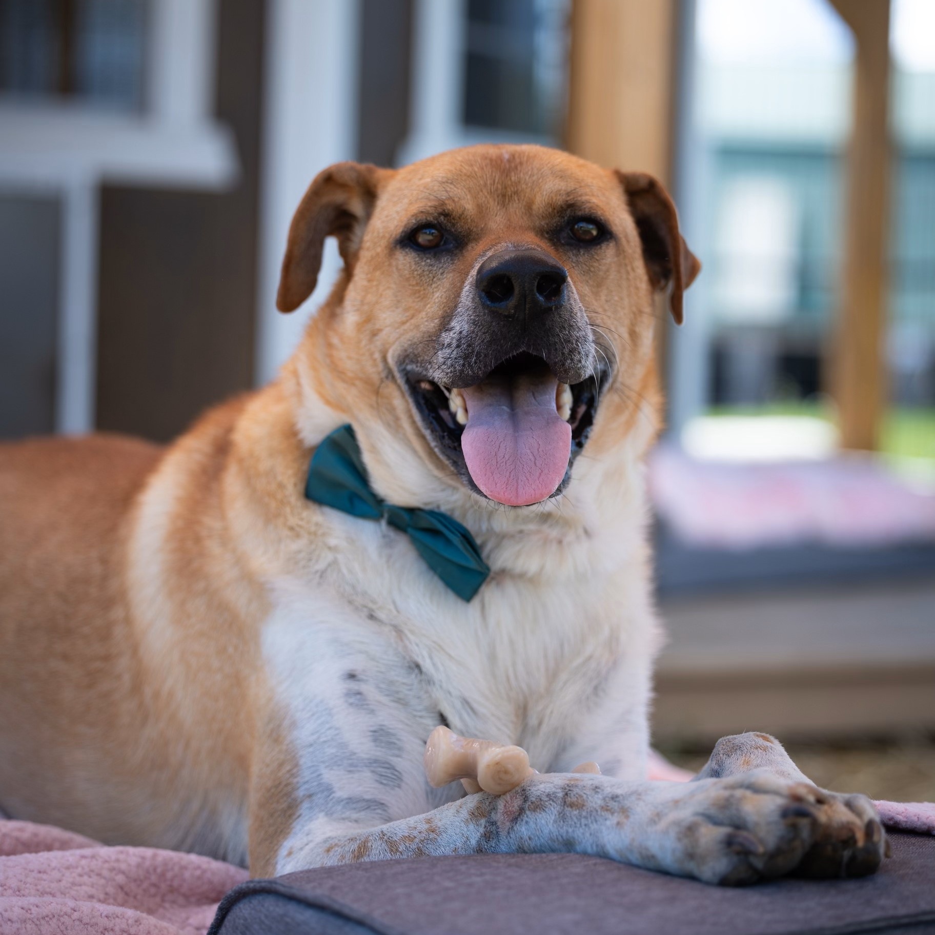Baltz, a Adoptable Mixed Breed in Bethesda, MD image 1/5