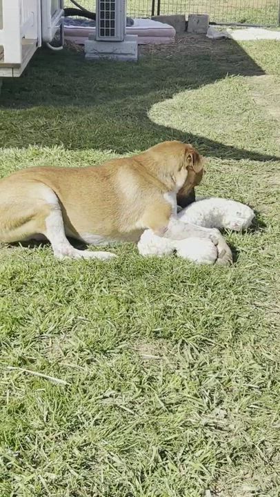 Enlarge Baltz, a Adoptable Mixed Breed in Bethesda, MD video 5/5