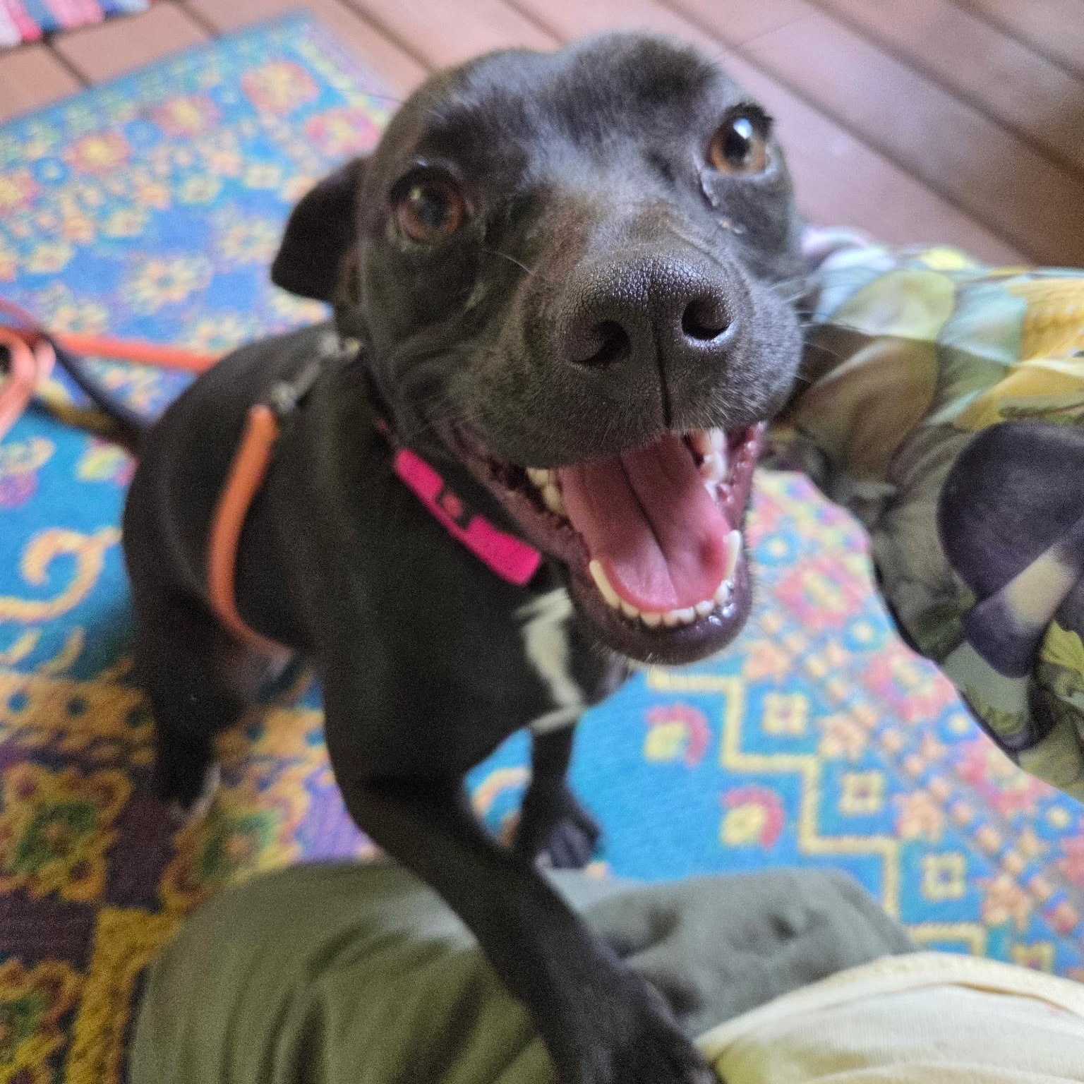 Enlarge Tilly, a Adoptable Mixed Breed in Sylva, NC image 6/6