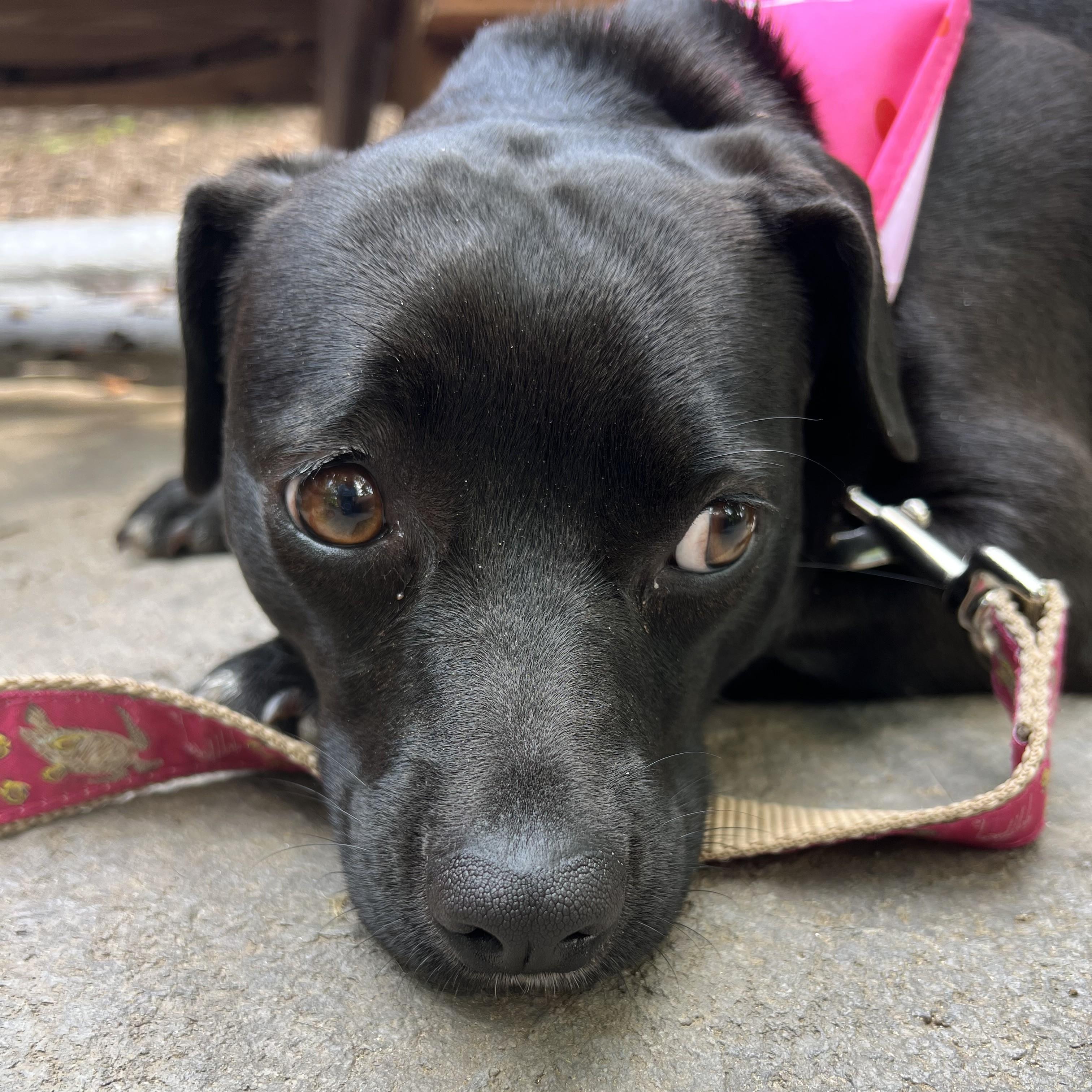 Enlarge Tilly, a Adoptable Mixed Breed in Sylva, NC image 1/6
