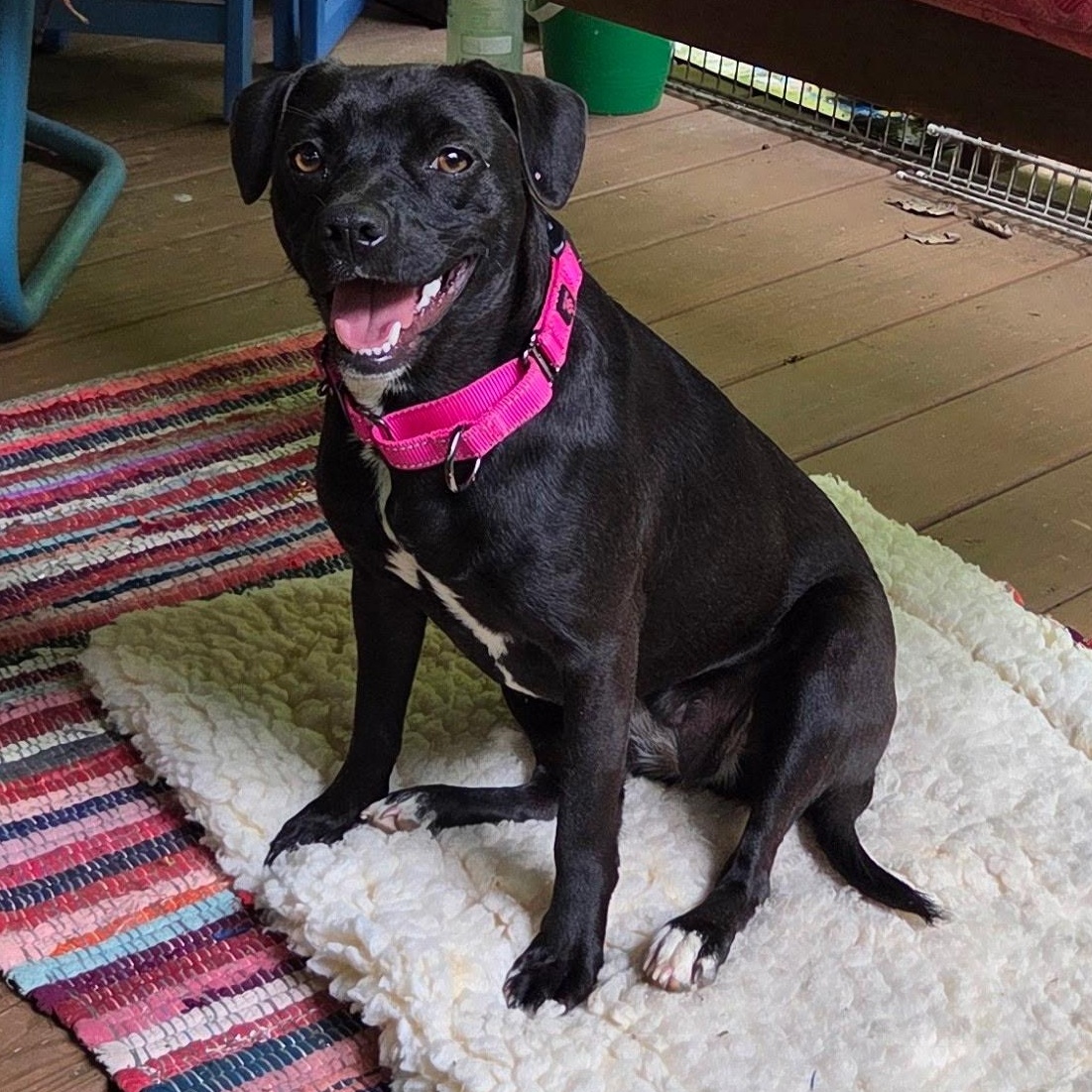 Enlarge Tilly, a Adoptable Mixed Breed in Sylva, NC image 5/6