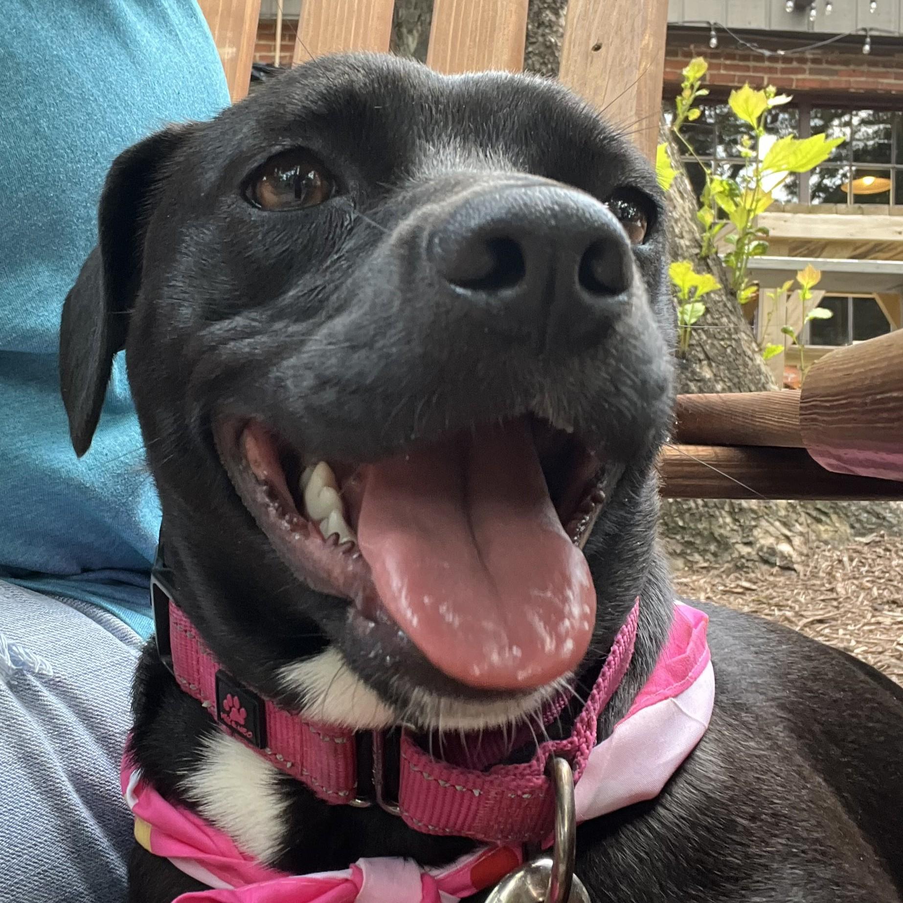 Enlarge Tilly, a Adoptable Mixed Breed in Sylva, NC image 4/6