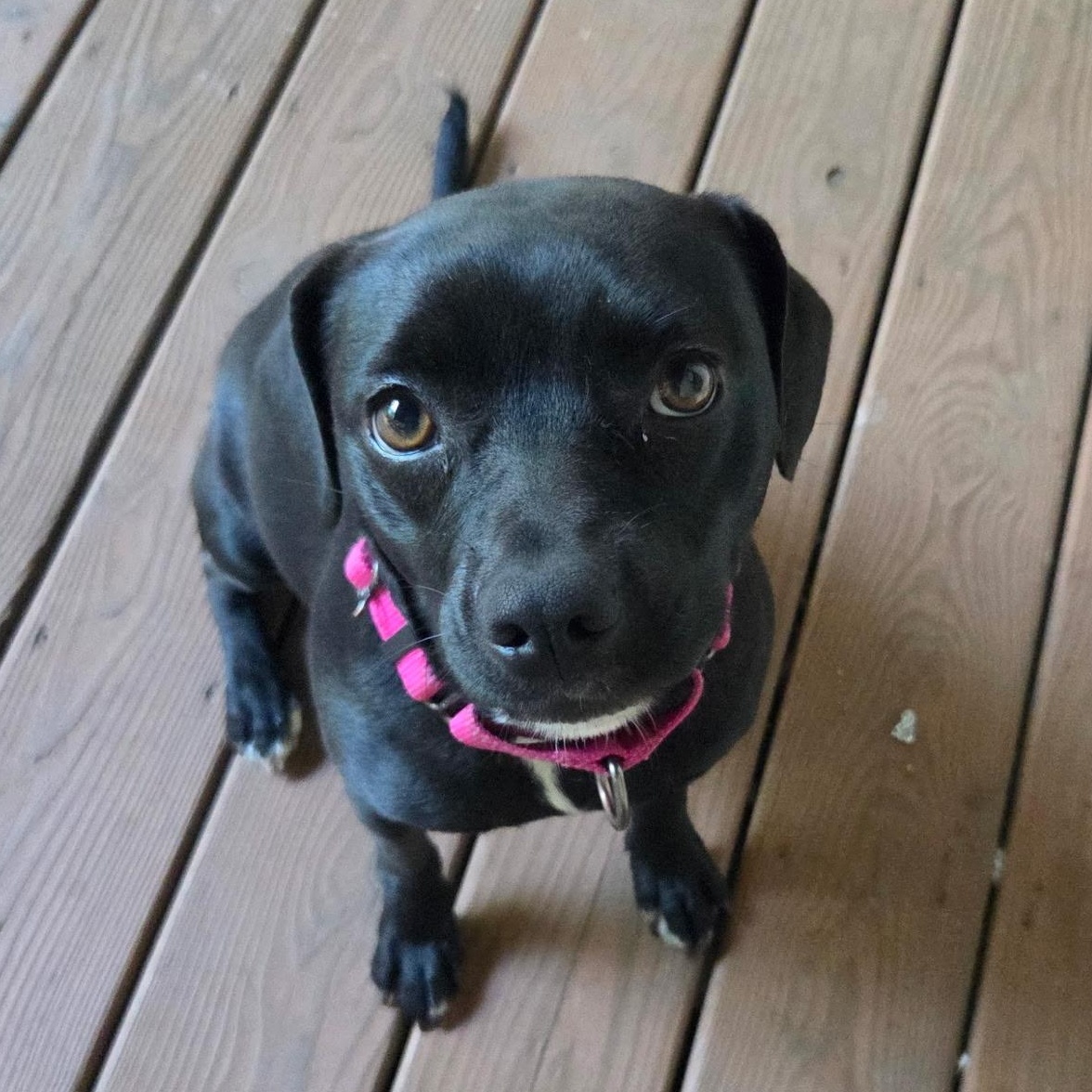 Enlarge Tilly, a Adoptable Mixed Breed in Sylva, NC image 3/6