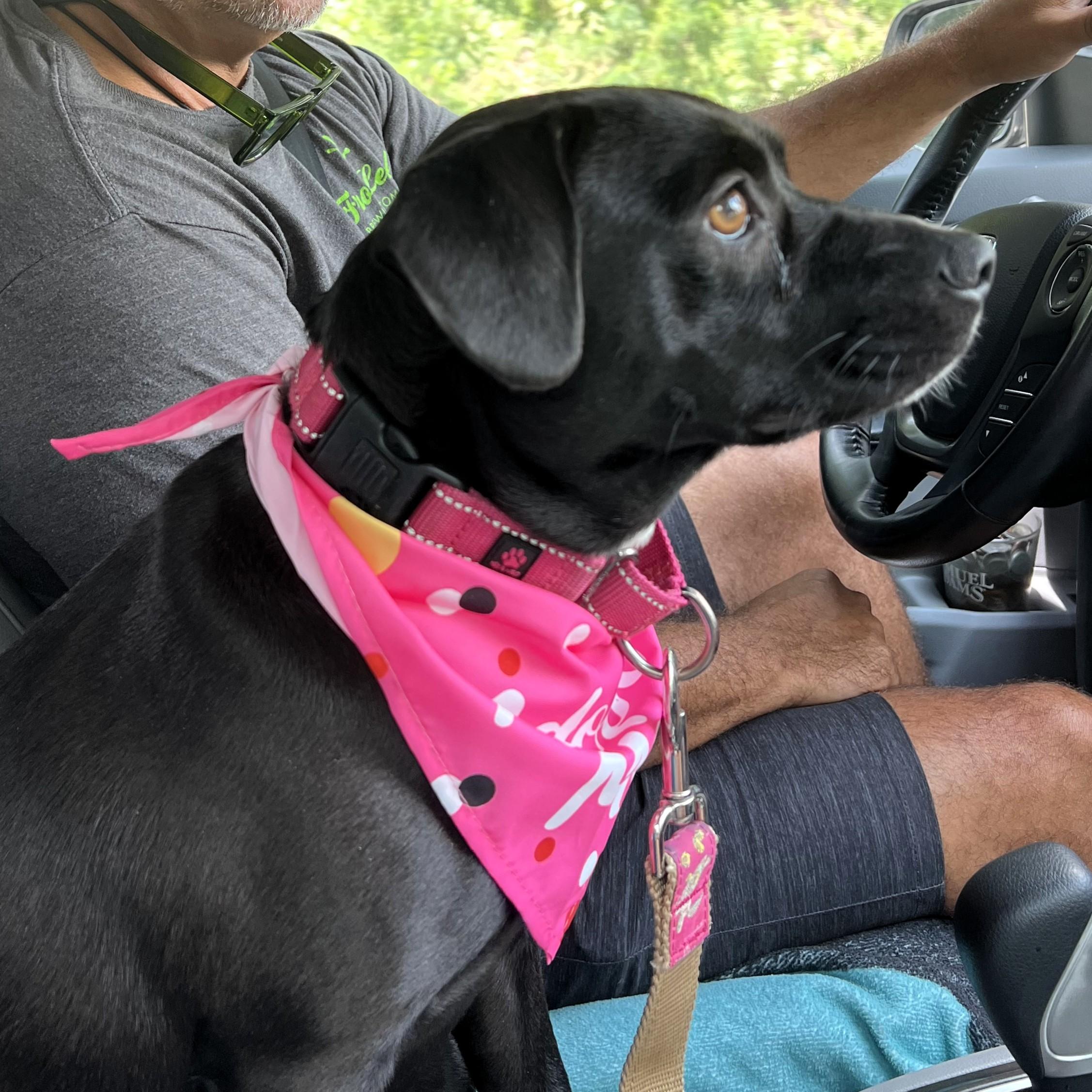 Enlarge Tilly, a Adoptable Mixed Breed in Sylva, NC image 2/6