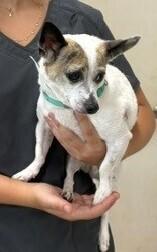 Maggie, a Adoptable Chihuahua in Dawson, GA image 1/4