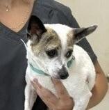 Maggie, a Adoptable Chihuahua in Dawson, GA image 2/4