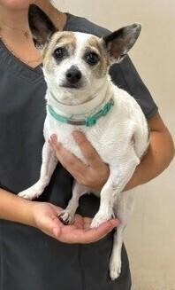 Maggie, a Adoptable Chihuahua in Dawson, GA image 3/4