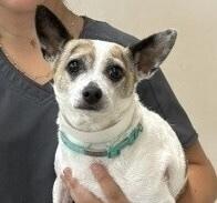 Maggie, a Adoptable Chihuahua in Dawson, GA image 4/4