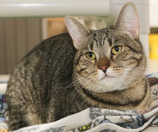 Savannah, a Adoptable Domestic Short Hair in Powell, OH image 1/12