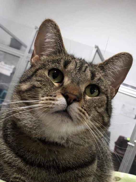 Savannah, a Adoptable Domestic Short Hair in Powell, OH image 2/12