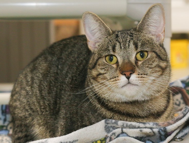 Savannah, a Adoptable Domestic Short Hair in Powell, OH image 3/12
