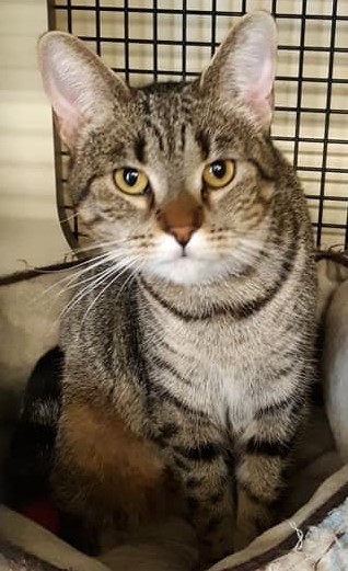 Savannah, a Adoptable Domestic Short Hair in Powell, OH image 4/12