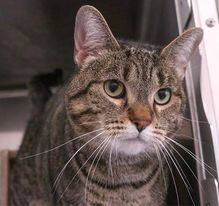 Savannah, a Adoptable Domestic Short Hair in Powell, OH image 5/12