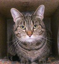 Savannah, a Adoptable Domestic Short Hair in Powell, OH image 6/12
