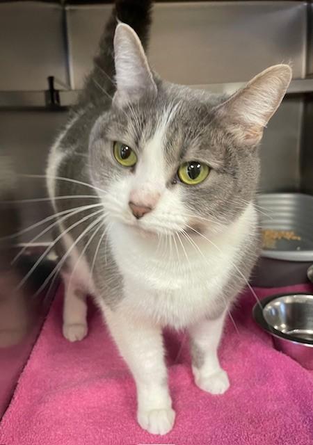 Enlarge Bella, a ADOPTABLE Domestic Short Hair in Prudenville, MI image 1/1