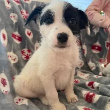 Addison, ADOPTABLE, Puppy Female Terrier & Chihuahua.