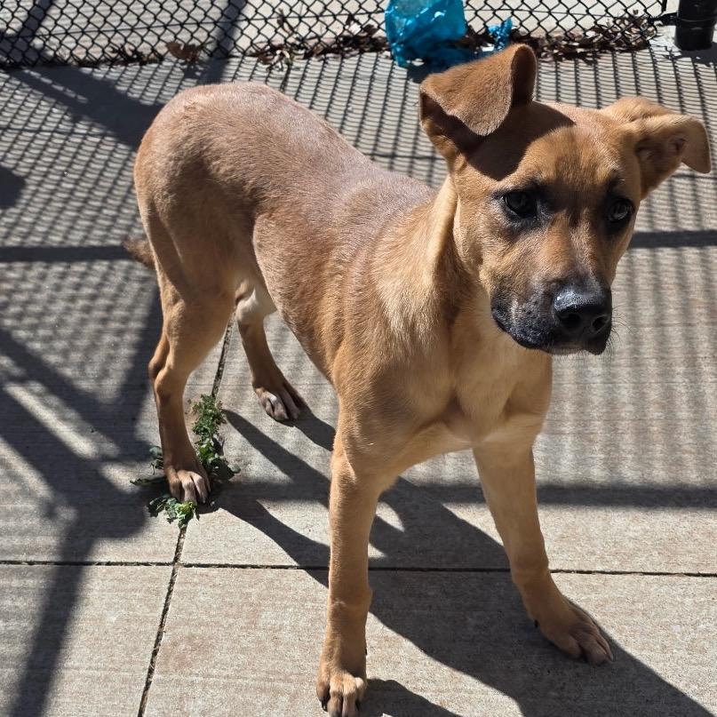 Enlarge Bonnie, a Adoptable Shepherd in Norman, OK image 1/5