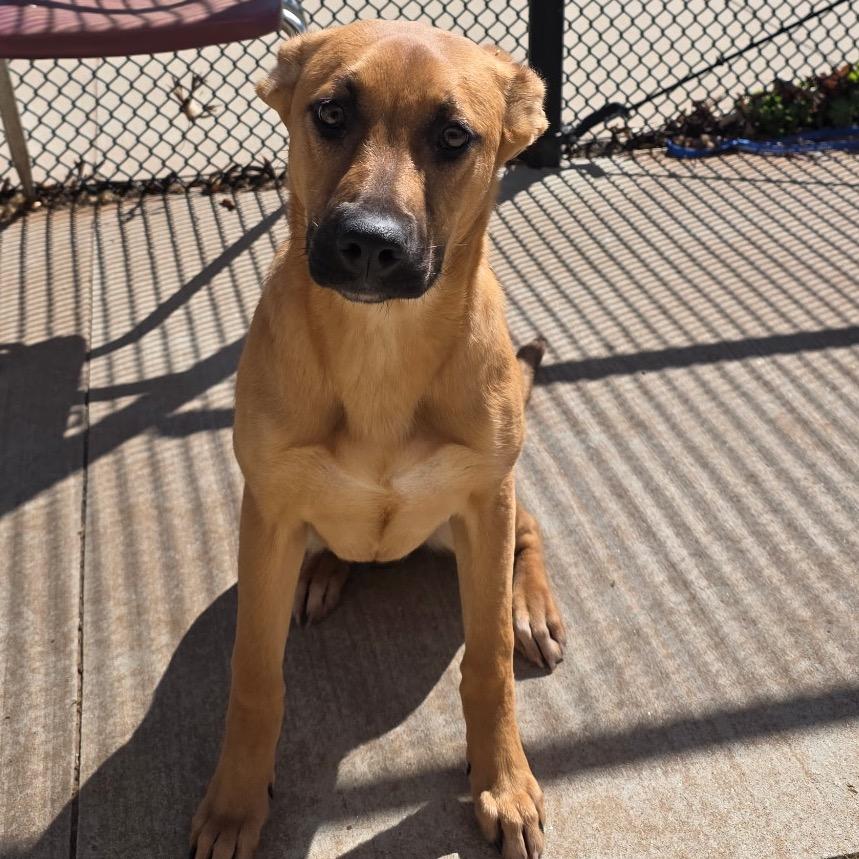 Enlarge Bonnie, a Adoptable Shepherd in Norman, OK image 3/5