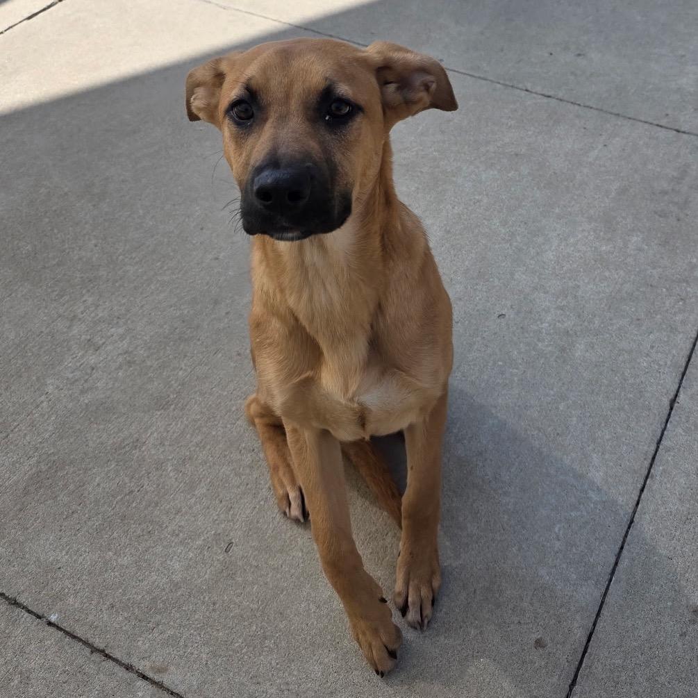 Enlarge Bonnie, a Adoptable Shepherd in Norman, OK image 5/5