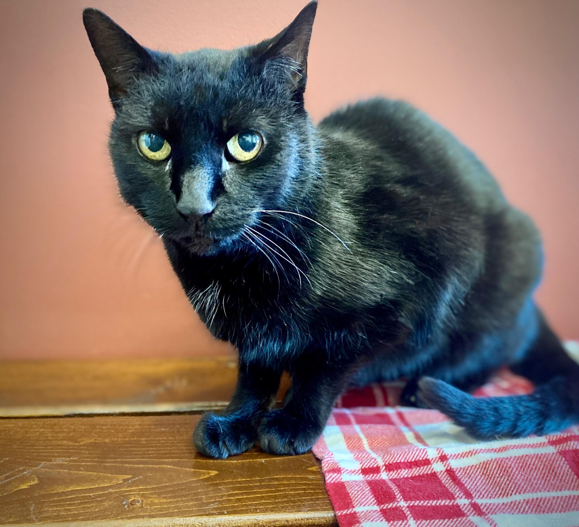 Enlarge Agatha, a Adoptable Domestic Short Hair in BOONE, NC image 2/3