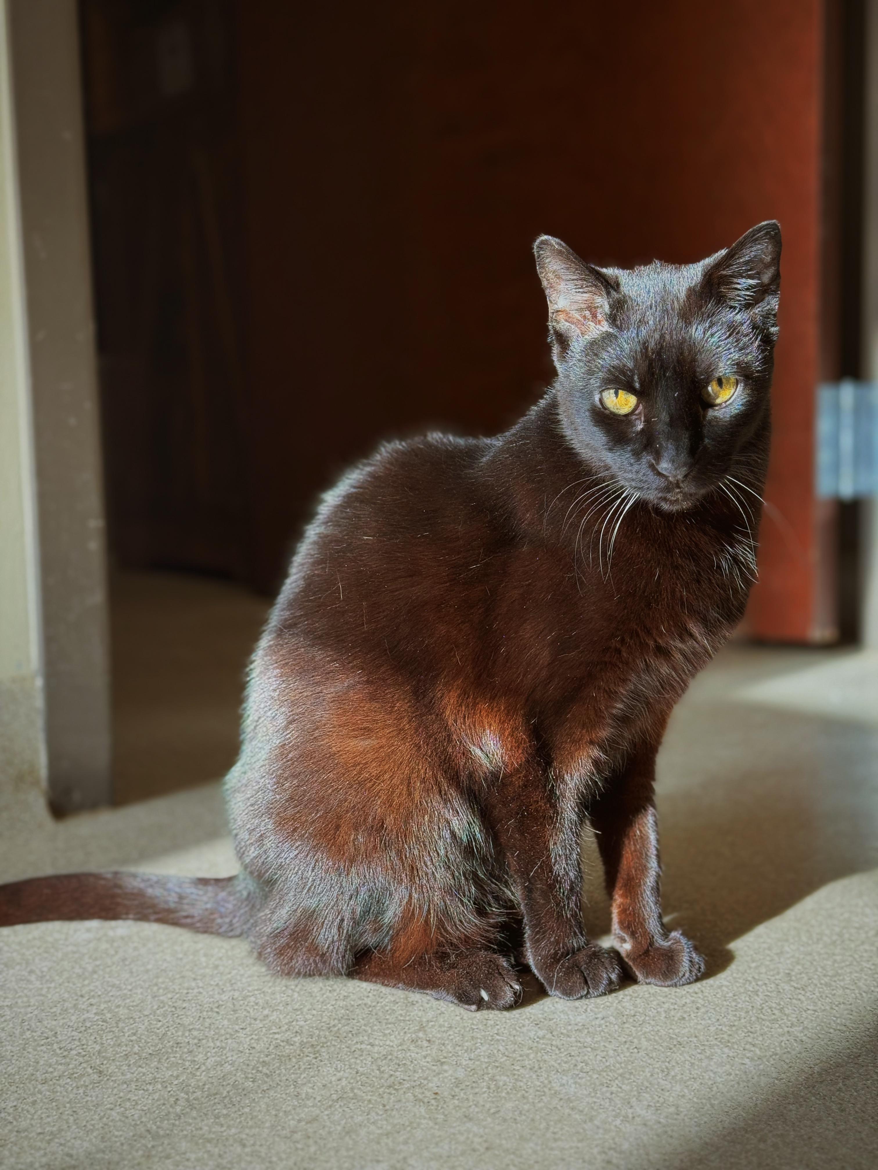 Agatha, Adoptable, Senior Female Domestic Short Hair.