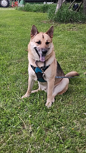Enlarge Hunter, a Adoptable mixed breed in Watertown, SD image 5/6