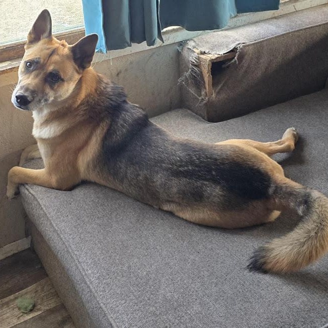 Enlarge Hunter, a Adoptable mixed breed in Watertown, SD image 2/6