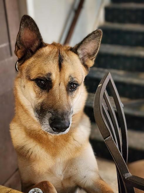 Hunter, Adoptable, Adult Male German Shepherd Dog & Shepherd.