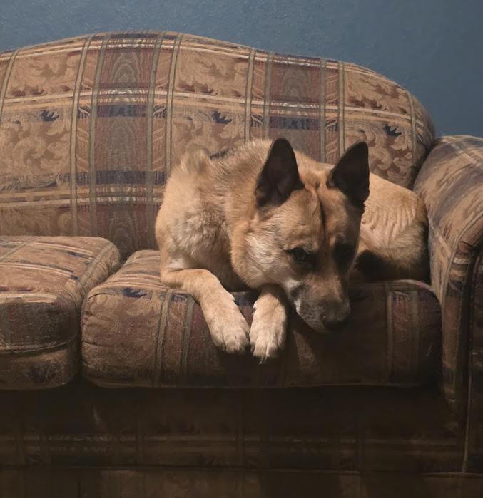 Enlarge Hunter, a Adoptable mixed breed in Watertown, SD image 6/6