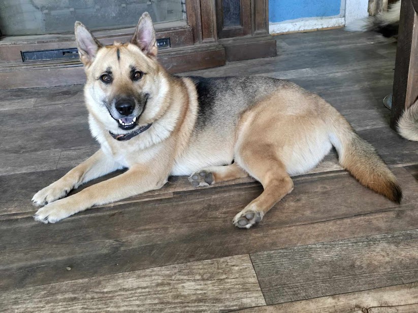 Enlarge Hunter, a Adoptable mixed breed in Watertown, SD image 4/6