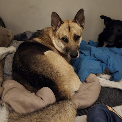 Enlarge Hunter, a Adoptable mixed breed in Watertown, SD image 3/6