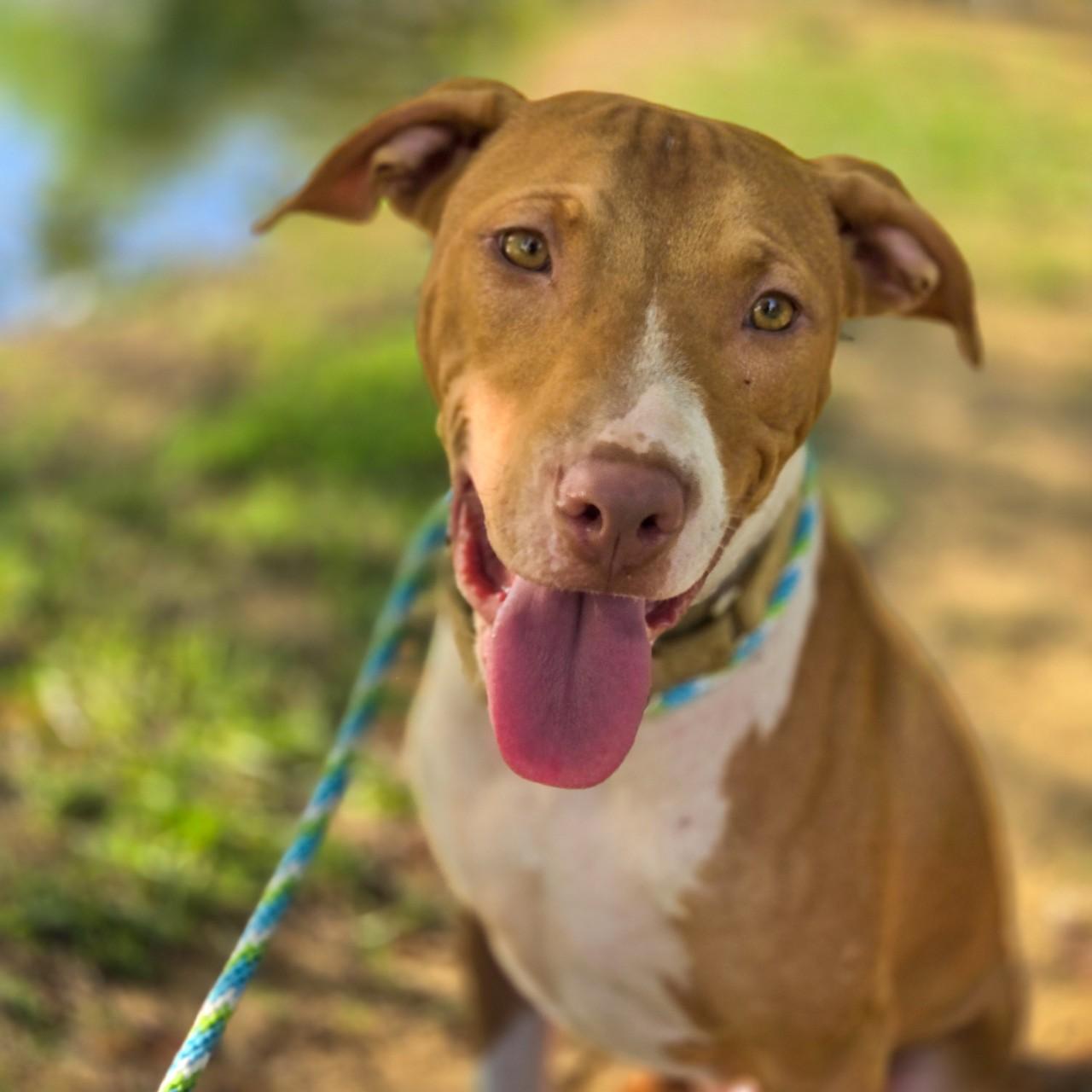 Enlarge Copper, a Adoptable Mixed Breed in Mansfield, TX image 4/6