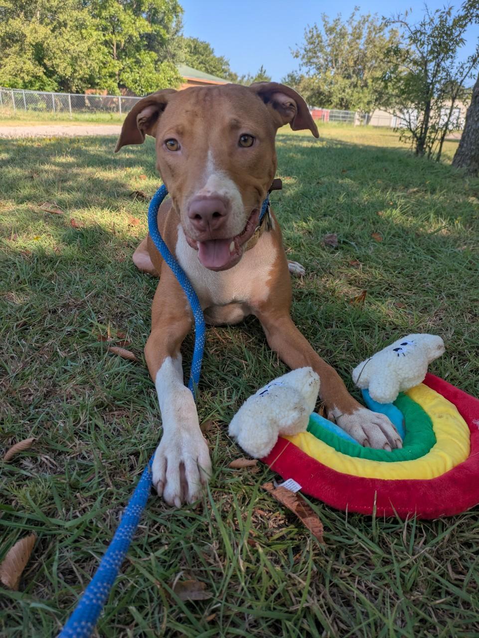 Enlarge Copper, a Adoptable Mixed Breed in Mansfield, TX image 1/6