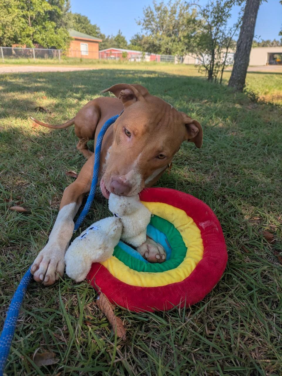 Enlarge Copper, a Adoptable Mixed Breed in Mansfield, TX image 2/6