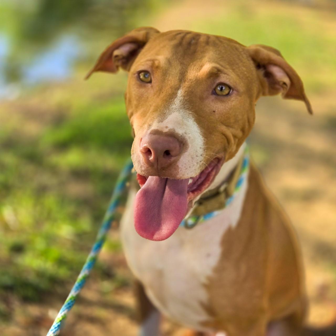 Enlarge Copper, a Adoptable Mixed Breed in Mansfield, TX image 3/6