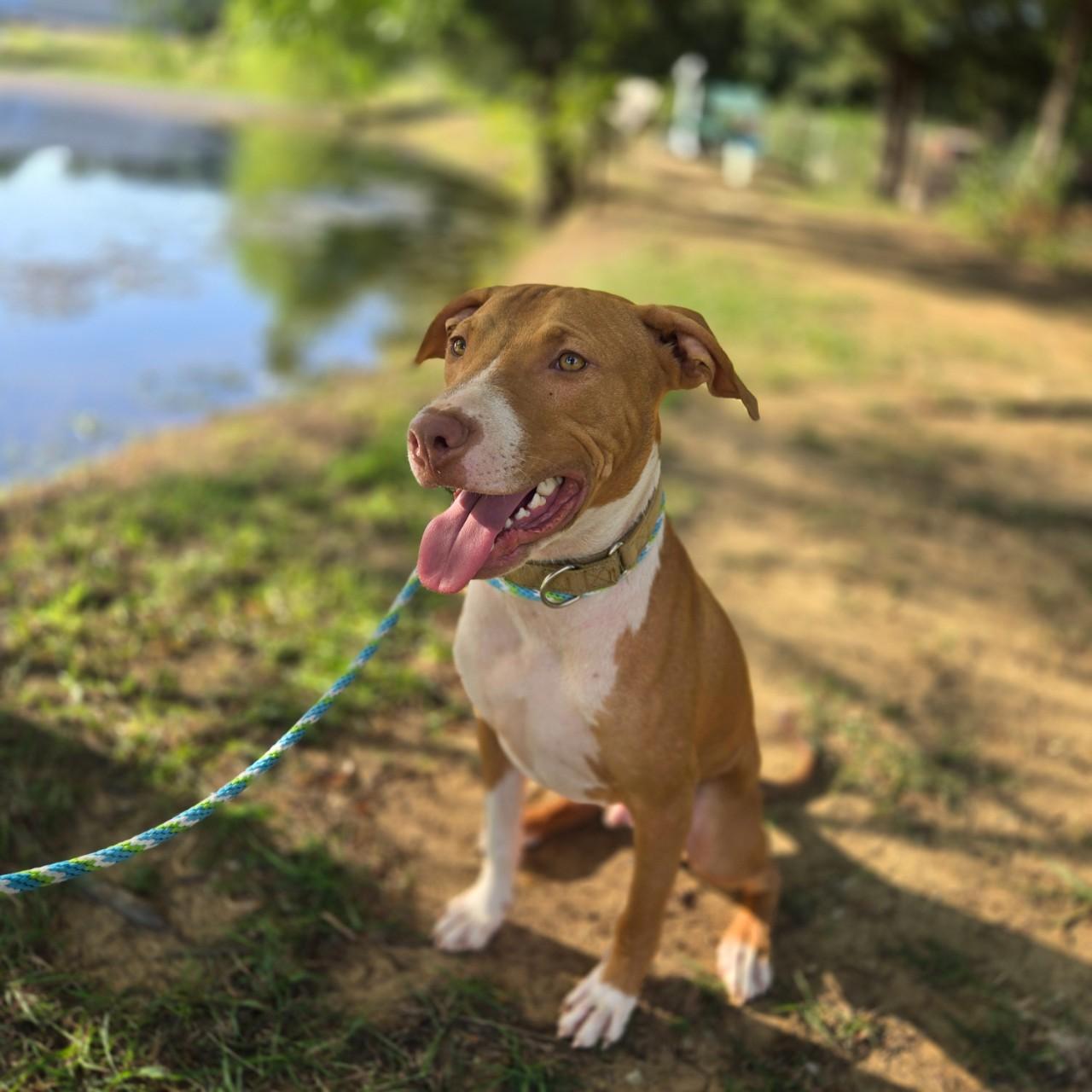 Enlarge Copper, a Adoptable Mixed Breed in Mansfield, TX image 5/6