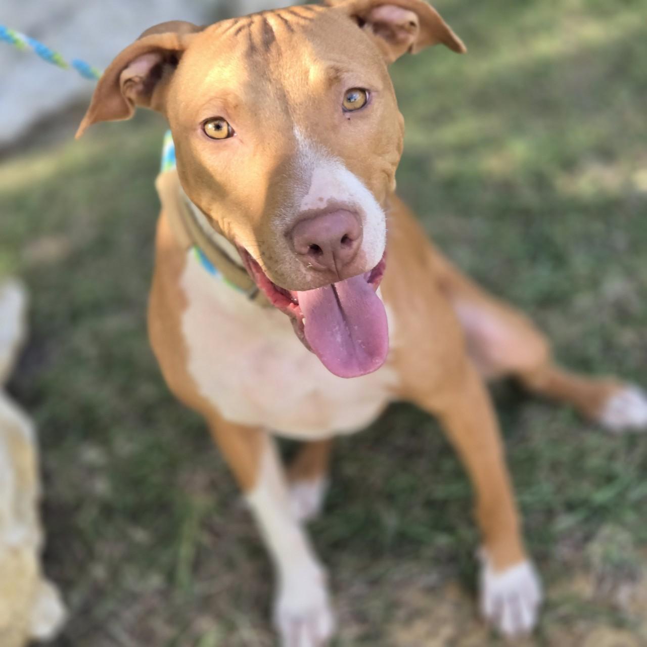 Enlarge Copper, a Adoptable Mixed Breed in Mansfield, TX image 6/6